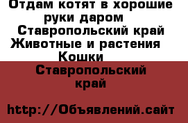 Отдам котят в хорошие руки даром. - Ставропольский край Животные и растения » Кошки   . Ставропольский край